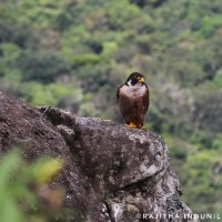 Falconidae